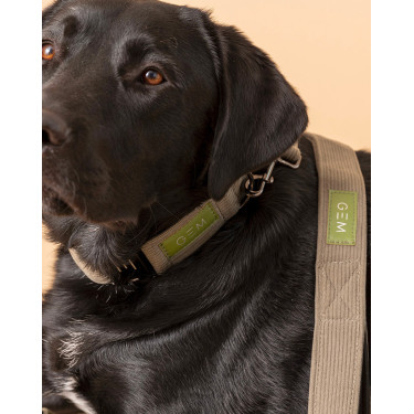 Pack Collier & Laisse GEM Kaki