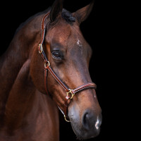 Halster HV Polo Legacy Bruin