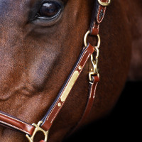 Licol HV Polo Legacy Marron