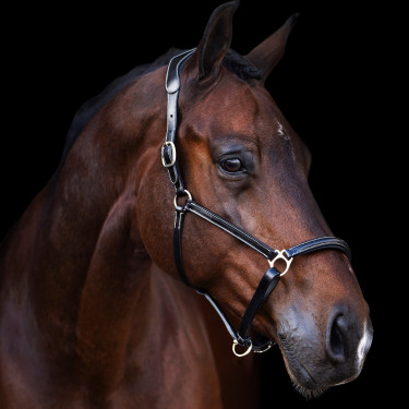 Licol HV Polo Legacy Noir Licol HV Polo Legacy Noir