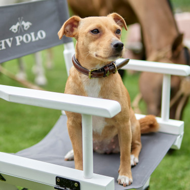 Halsband van de hond HV Polo Legacy Bruin Halsband van de hond HV Polo Legacy Bruin