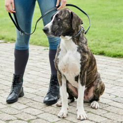 Halsband van de hond HV Polo Legacy Zwart Halsband van de hond HV Polo Legacy Zwart