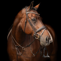 Martingaal Imperial Riding Core Bruin Martingaal Imperial Riding Core Bruin