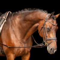 Imperial Riding Core hulpteugel Bruin