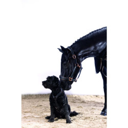 Licol en cuir Rosegold HKM Noir