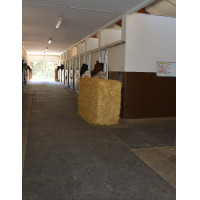 DELTA DIAM - SOL ALLEE ECURIE DELTA DIAM - SOL ALLEE ECURIE