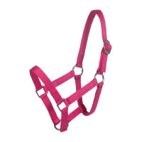 Licol Minishetty HKM Rose