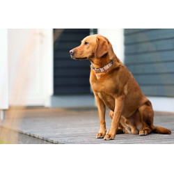 Collier de chien Anam Cara imprimé HKM Taupe / doré jaune Gris Collier de chien Anam Cara imprimé HKM Taupe / doré jaune Gris