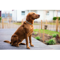 Hondenhalsband Anam Cara bedrukt HKM Taupe / goudgeel Grijs Hondenhalsband Anam Cara bedrukt HKM Taupe / goudgeel Grijs