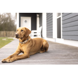 Collier de chien Anam Cara imprimé HKM Taupe / doré jaune Gris Collier de chien Anam Cara imprimé HKM Taupe / doré jaune Gris