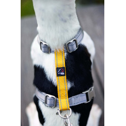 Harnais pour chien Anam Cara Basic nylon HKM Taupe / doré jaune Gris