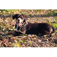 Dressuurlijn voor honden Anam Cara touw HKM Brandy Bruin