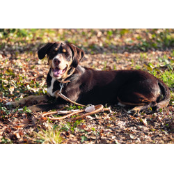 Laisse de dressage pour chien Anam Cara corde HKM Brandy Marron Laisse de dressage pour chien Anam Cara corde HKM Brandy Marron