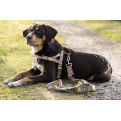 Laisse de dressage pour chiens Anam Cara imprimé HKM Taupe / doré jaune Gris