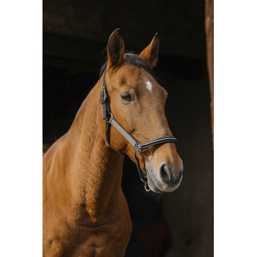 Nylon halster Equithème Domino