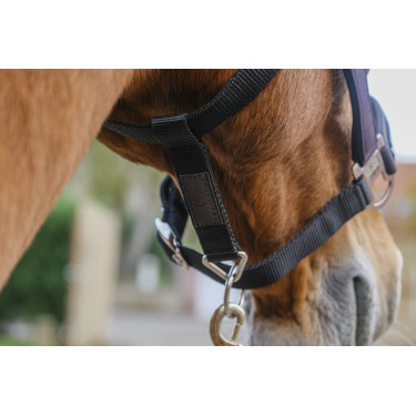 Licol nylon Equithème Domino Violet Licol nylon Equithème Domino Violet