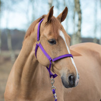 Licol Horze Supreme avec doublure Violet