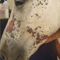 Régénérant Animaderm Cutene