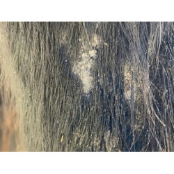 Shampooing Animaderm Tea Tree