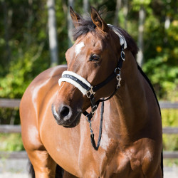 Licol Howard Crescendo Horze Noir