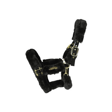 Licol de transport mouton Kentucky Noir Licol de transport mouton Kentucky Noir