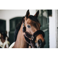 Licol de transport mouton Kentucky Noir