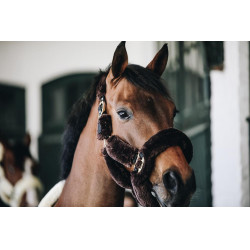 Licol de transport mouton Kentucky Marron