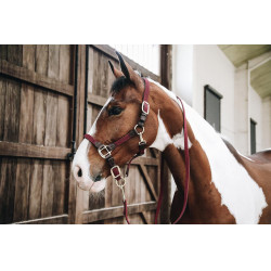 Licol Plaited Nylon Kentucky Bordeaux