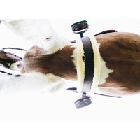Schapenvacht singel Kentucky Bruin