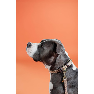 Collier pour chien Plaited Nylon Kentucky Beige