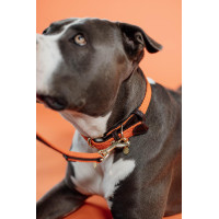 Halsband voor hond Gevlochten Nylon Kentucky Oranje