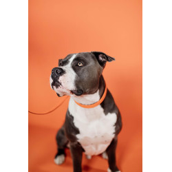 Halsband voor hond Gevlochten Nylon Kentucky Halsband voor hond Gevlochten Nylon Kentucky