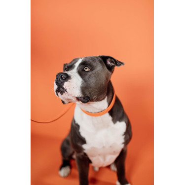 Halsband voor hond Gevlochten Nylon Kentucky Halsband voor hond Gevlochten Nylon Kentucky
