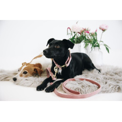 Collier pour chien Velvet Kentucky Vieux rose