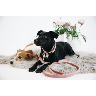 Collier pour chien Velvet Kentucky Vieux rose