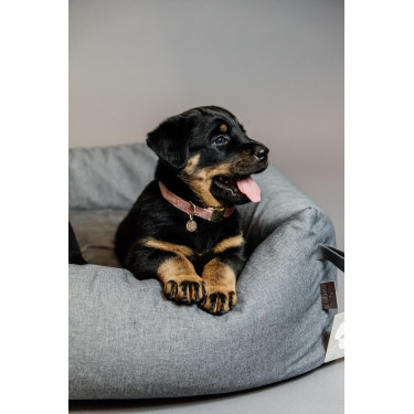 Collier pour chien Velvet Kentucky Vieux rose