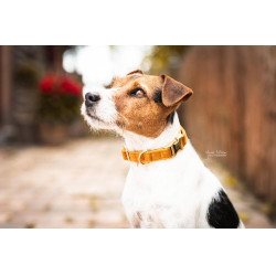 Collier pour chien Velvet Kentucky