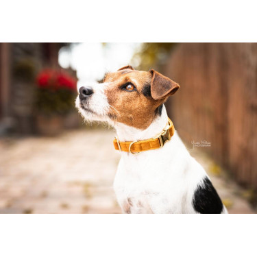 Collier pour chien Velvet Kentucky Collier pour chien Velvet Kentucky