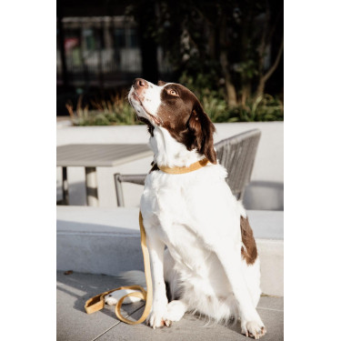 Collier pour chien Velvet Kentucky Collier pour chien Velvet Kentucky