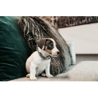 Collier pour chien Velvet Kentucky Bleu clair Collier pour chien Velvet Kentucky Bleu clair