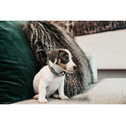 Collier pour chien Velvet Kentucky Bleu clair