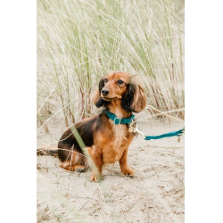 Collier pour chien Velvet Kentucky Emeraude Vert