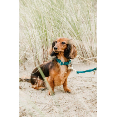 Collier pour chien Velvet Kentucky Emeraude Vert