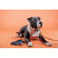 Laisse pour chien Plaited Nylon 120 cm Kentucky Bleu marine Laisse pour chien Plaited Nylon 120 cm Kentucky Bleu marine