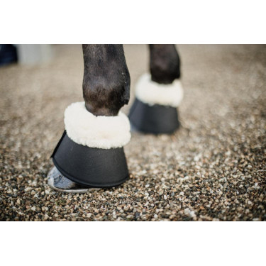 Schapenbellen Solimbra Kentucky Schapenbellen Solimbra Kentucky
