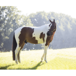 Jouet Relaxant Alvin Kentucky White/brown Jouet Relaxant Alvin Kentucky White/brown