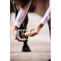 Kleine hoevenkrabber Kentucky Bruin Kleine hoevenkrabber Kentucky Bruin