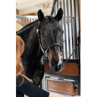 Têtière pour Licol Anatomique en cuir Kentucky Marron