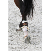 Gesloten peesbeschermers Leer achter kort Kentucky Zwart Gesloten peesbeschermers Leer achter kort Kentucky Zwart
