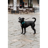 Fluwelen Vlinderdas Kentucky Smaragd Groen